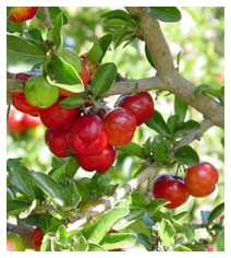 Acerola (Piante officinali)