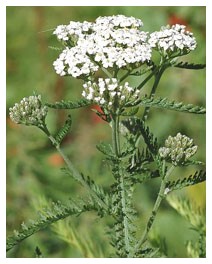 Achillea millefoglie (Piante officinali)