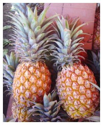 Ananas (Piante officinali)