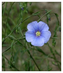 Lino (Piante officinali)