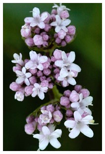 Valeriana (Piante officinali)