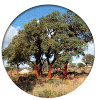 Oroscopo Celtico (Quercia)