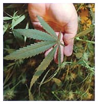Farmaci a base di cannabis