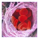 Cellule del sangue dalle staminali